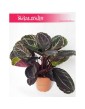 Calathea Dottie, Kalatea Dottie 3