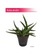 Sansevieria Zoe, Wężownica, Sansewieria Zoe 2