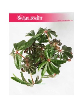 Begonia Luxurians, Ukośnica 4