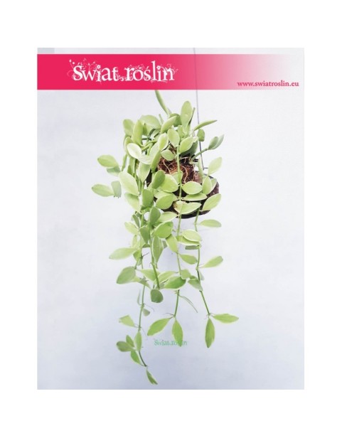 Dischidia onanthe White Diamond, Diszidia Onanthe White Diamond, Diszidia, Opięta, Dischidia White Diamond, Diszidia White