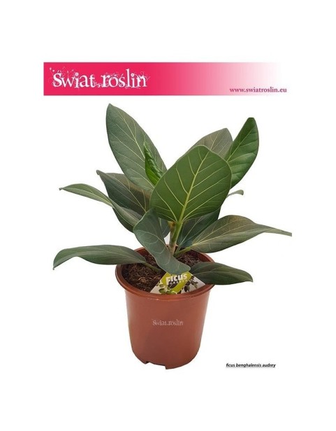 Fikus Bengalski Audrey, Ficus Benghalensis Audrey, Figowiec Bengalski Audrey, Ficus Bengalski Audrey 2