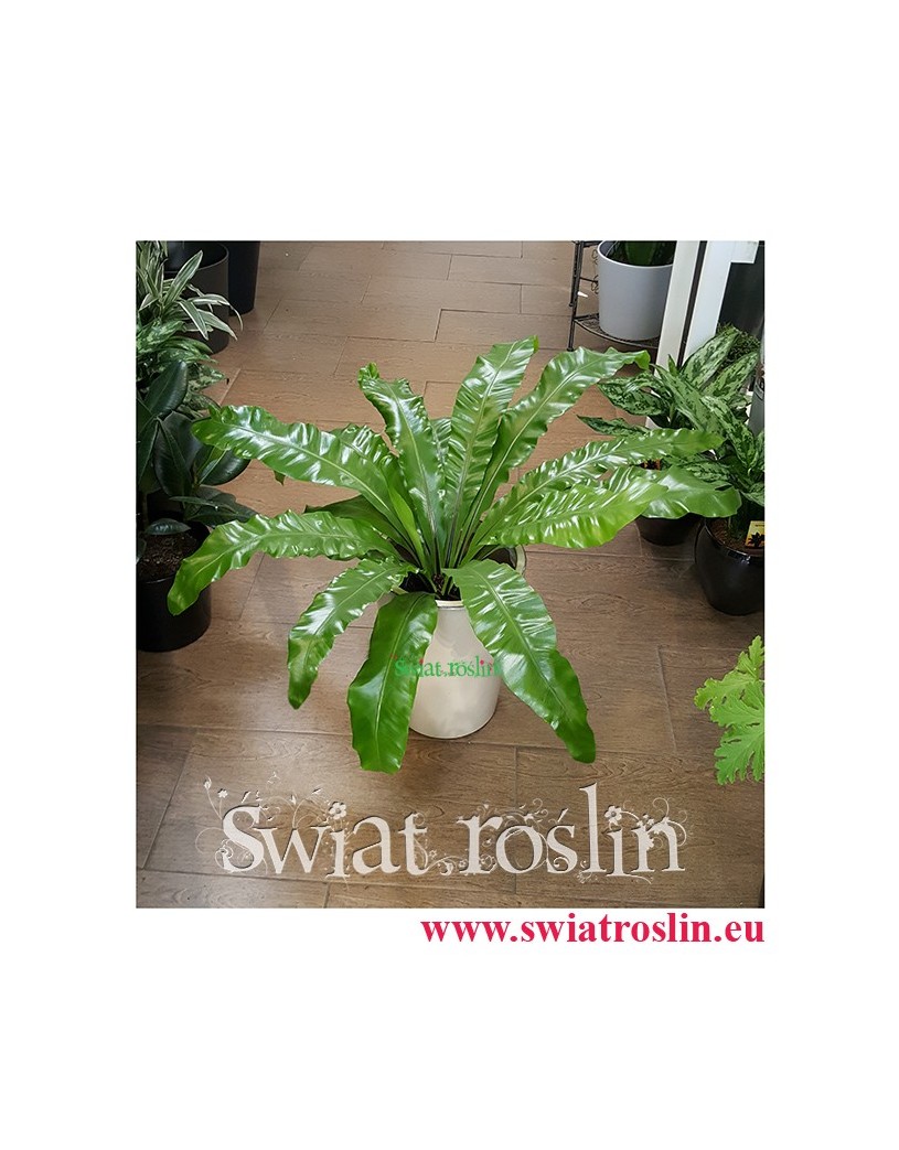Asplenium Antiquum, Zanokcica, Kwiaty doniczkowe, rosliny doniczkowe, sklep z roslinami kwiatami doniczkowymi, Kraków rośliny