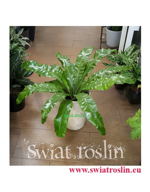 Asplenium Antiquum, Zanokcica, Kwiaty doniczkowe, rosliny doniczkowe, sklep z roslinami kwiatami doniczkowymi, Kraków rośliny