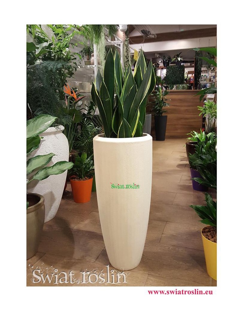 Sansewieria Diamond Flame, Wężownica, Sansevieria Diamond Flame, sklep z roślinami