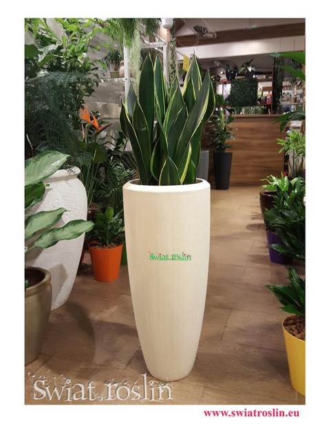 Sansewieria Diamond Flame, Wężownica, Sansevieria Diamond Flame, sklep z roślinami