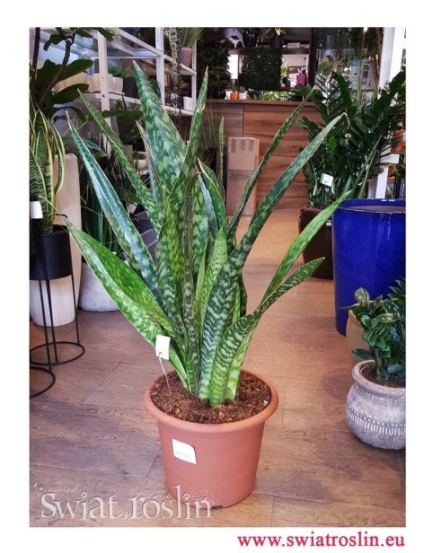 Sansewieria Jiboia, Wężownica, Sansevieria Jiboia, rośliny doniczkowe wysyłka, świat roślin