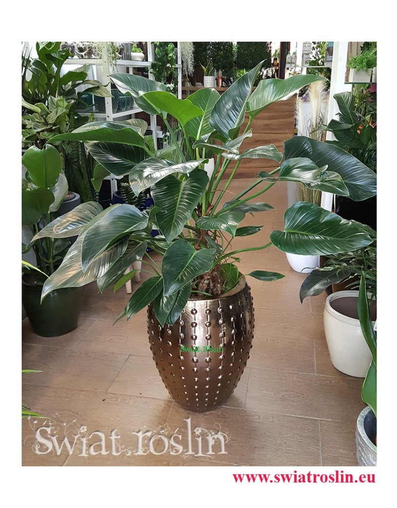 Philodendron Green Beauty, Filodendron Green Beauty, Rośliny Kraków, rośliny doniczkowe, rośliny do biura, rośliny do hotelu