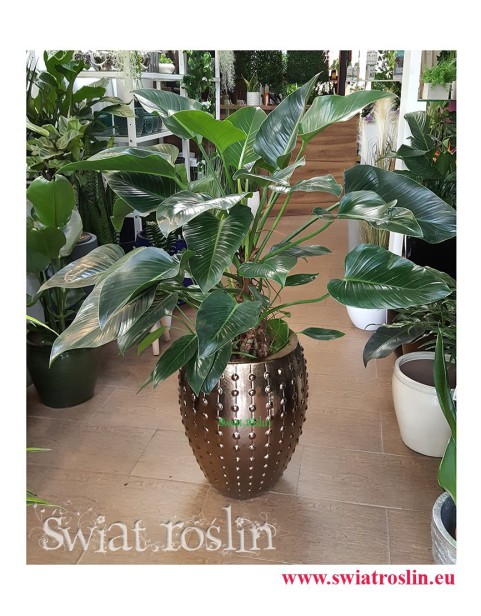 Philodendron Green Beauty, Filodendron Green Beauty, Rośliny Kraków, rośliny doniczkowe, rośliny do biura, rośliny do hotelu