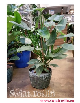 Filodendron Hastatum, Philodendron Hastatum, sklep z roślinami, sklep online, wysyłka roślin