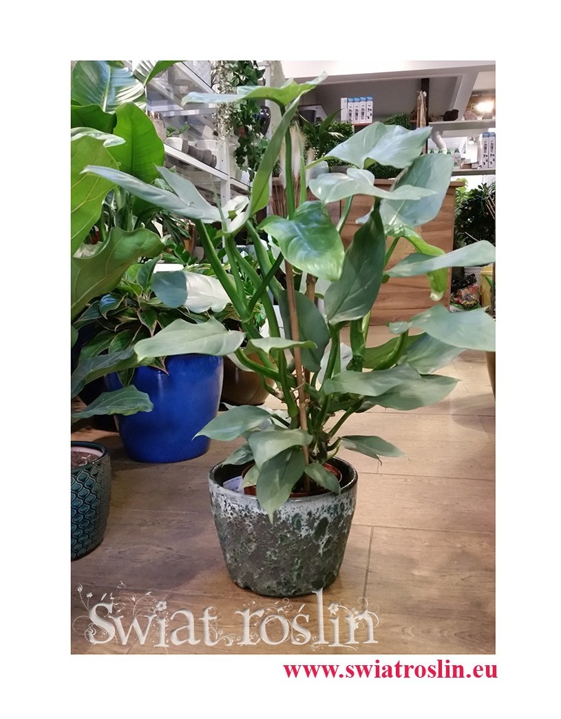 Filodendron Hastatum, Philodendron Hastatum, sklep z roślinami, sklep online, wysyłka roślin
