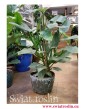 Filodendron Hastatum, Philodendron Hastatum, sklep z roślinami, sklep online, wysyłka roślin