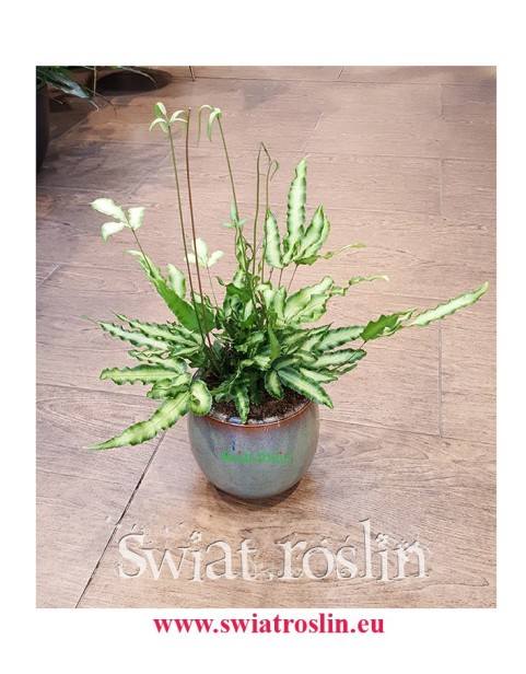 Pteris Cretica, Paproć Pteris Cretica, Orliczka, Paprotka Orliczka Kreteńska, Pteris Cretica, Wysyłka roślin