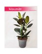 ficus elastica melany, fikus figowiec sprezysty 2