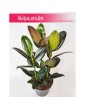 ficus elastica melany, fikus figowiec sprezysty 4