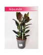 ficus elastica melany, fikus figowiec sprezysty 3