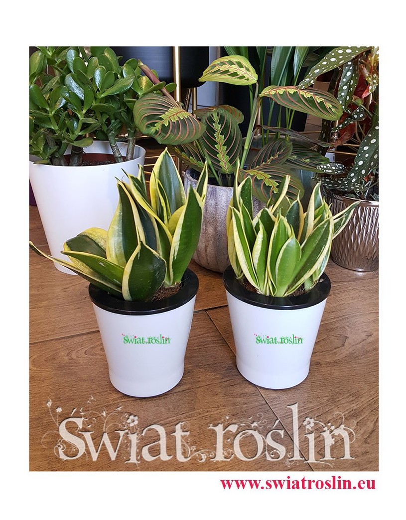 Sansevieria Hahnii Black Star, Sansewieria Hahnii Black Star, Sansewiera Black Star, sklep z roslinami doniczkowymi