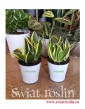 Sansevieria Hahnii Black Star, Sansewieria Hahnii Black Star, Sansewiera Black Star, sklep z roslinami doniczkowymi