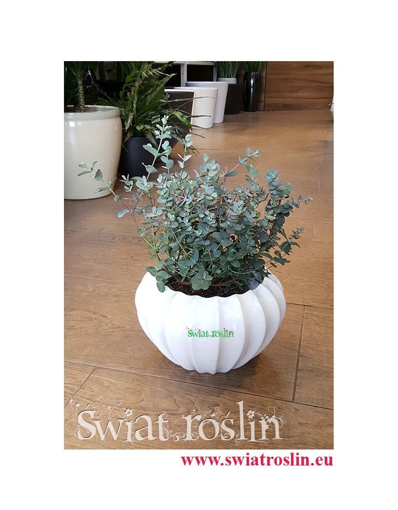 Eukaliptus Gunii, Eucalyptus Gunii, Eukaliptus Tasmański, wysyłka roślin
