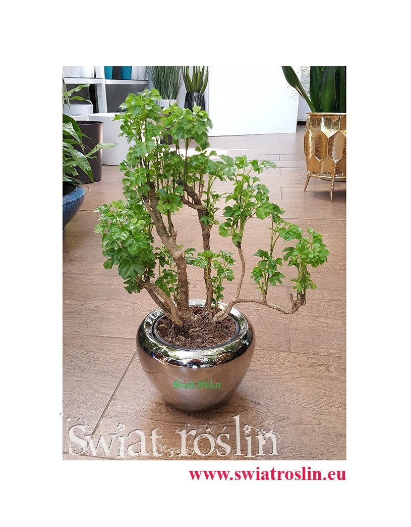 Polyscias Guilfoylei, Aralia Guilfoylei, Poliscias Guilfoylei, rośliny do hotelu, do biura do firmy