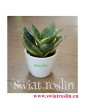 Sansevieria Hahnii Gold Star, Sansewieria Hahnii Gold Star, Sansewiera Gold Star, Wężownica, sklep z roślinami
