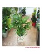 Livistona Rotundifolia , Livistona Okrągłolistna, Palma Okrągłolistna 2