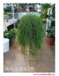 Rhipsalis Baccifera, Rypsalis Baccifera, Kaktus Rypsalis, Kaktus Rhipsalis, rośliny Kraków, modne rośliny