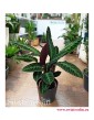Calathea Warscewiczii, Kalatea Warscewiczii, Ostrzeszyn, rośliny doniczkowe, kraków rośliny sklep