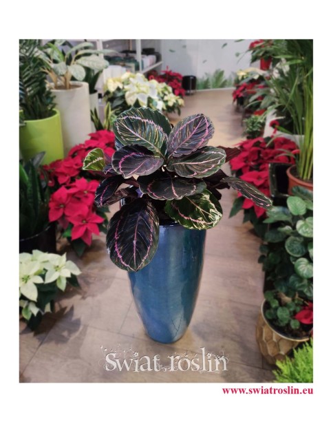 kwiaty doniczkowe, rośliny doniczkowe, Calathea Dottie, Kalatea Dottie