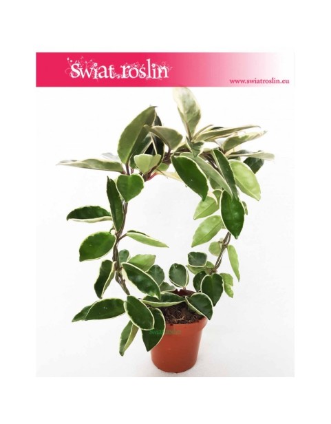 Hoja Australijska Albomarginata, Hoya Australis Albomarginata, Hoya Albomarginata, Hoja Albomarginata, Woskownica 2