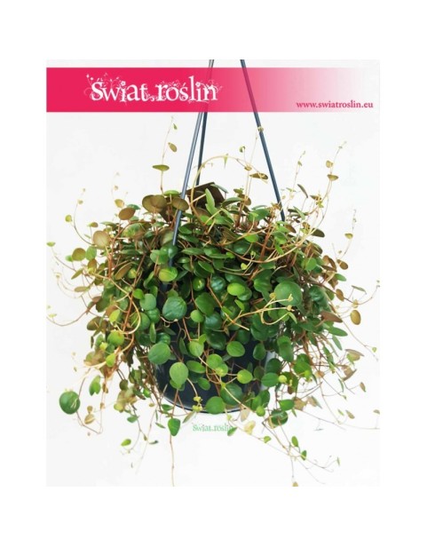 Peperomia Pepperspot, Peperomia Prostrata Pepperspot, Pieprzówka Pepperspot