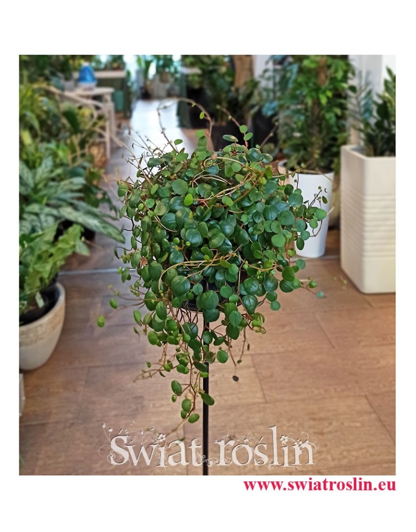 Peperomia prostrata pepperspot, Pieprzówka pepperspot, popularne rosliny, modne rośliny, pnącza sklep, rośliny na parapet