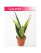 Sansevieria trifasciata Golden Flame, Sansewieria Golden Flame, Wężownica roślina, Sansevieria Golden Flame 5