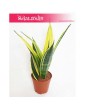 Sansevieria trifasciata Golden Flame, Sansewieria Golden Flame, Wężownica roślina, Sansevieria Golden Flame 2