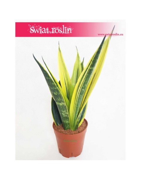 Sansevieria trifasciata Golden Flame, Sansewieria Golden Flame, Wężownica roślina, Sansevieria Golden Flame
