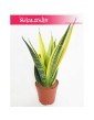 Sansevieria trifasciata Golden Flame, Sansewieria Golden Flame, Wężownica roślina, Sansevieria Golden Flame