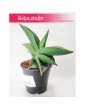 Sansevieria Ehrenbergii Samurai, Sasnewieria Ehrenbergii Samurai, Wężownica Ehrenbergii Samurai, Sanseviera Ehrenbergii  2