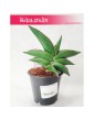 Sansevieria Ehrenbergii Samurai, Sasnewieria Ehrenbergii Samurai, Wężownica Ehrenbergii Samurai, Sanseviera Ehrenbergii  3