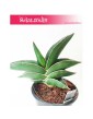 Sansevieria Ehrenbergii Samurai, Sasnewieria Ehrenbergii Samurai, Wężownica Ehrenbergii Samurai, Sanseviera Ehrenbergii  4