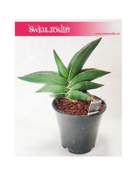 Sansevieria Ehrenbergii Samurai, Sasnewieria Ehrenbergii Samurai, Wężownica Ehrenbergii Samurai, Sanseviera Ehrenbergii