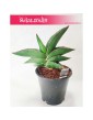 Sansevieria Ehrenbergii Samurai, Sasnewieria Ehrenbergii Samurai, Wężownica Ehrenbergii Samurai, Sanseviera Ehrenbergii