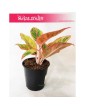 Aglaonema Salmon Fantasy, Aglonema Salmon Fantasy 2