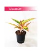 Aglaonema Salmon Fantasy, Aglonema Salmon Fantasy 3