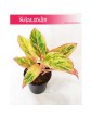 Aglaonema Salmon Fantasy, Aglonema Salmon Fantasy 4