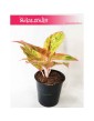 Aglaonema Salmon Fantasy, Aglonema Salmon Fantasy 5