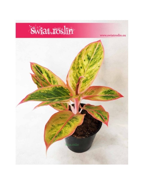 Aglaonema Salmon Fantasy, Aglonema Salmon Fantasy