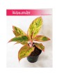 Aglaonema Salmon Fantasy, Aglonema Salmon Fantasy