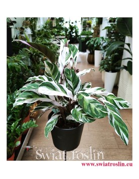 Calathea White Fusion, Kalatea White Fusion, rośliny z instagrama, rośliny tropikalne