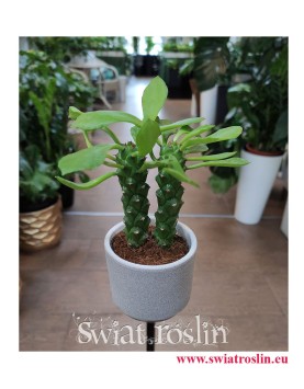Monadenium Montanum ‘Rubellum’, Euphorbia Neorubella, popularne rośliny, na zielony parapet, modne rośliny