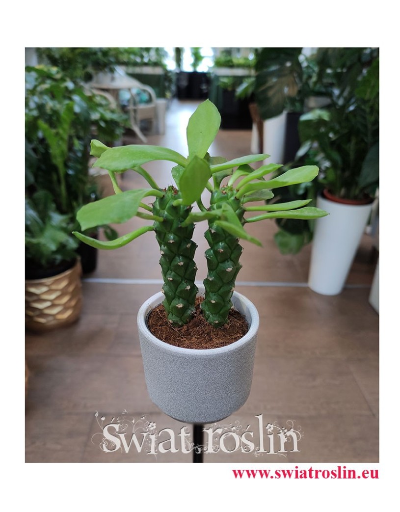 Monadenium Montanum ‘Rubellum’, Euphorbia Neorubella, popularne rośliny, na zielony parapet, modne rośliny