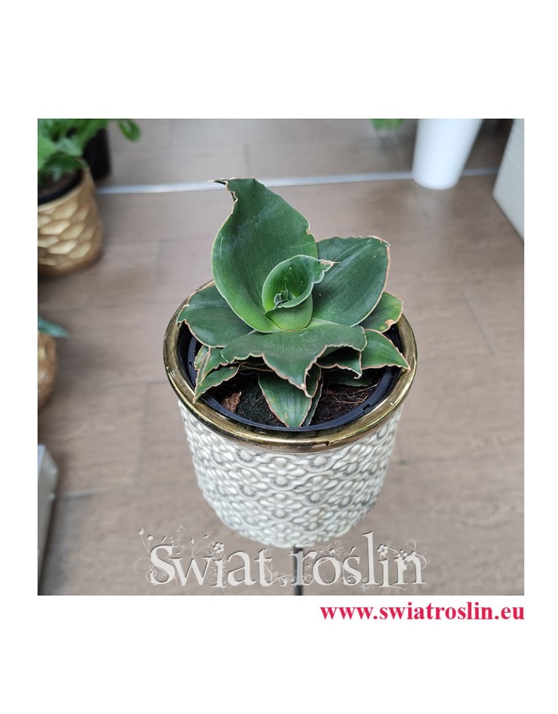 Sansevieria Star Rose, modne rośliny, rosliny na zielony parapet,  rośliny do biura
